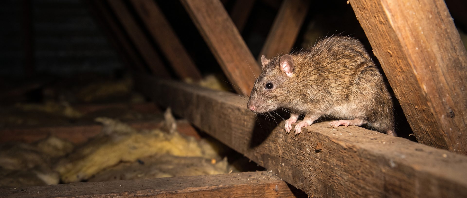 Rat caught in a torch beam on a roof beam inside a Melbourne home roof void