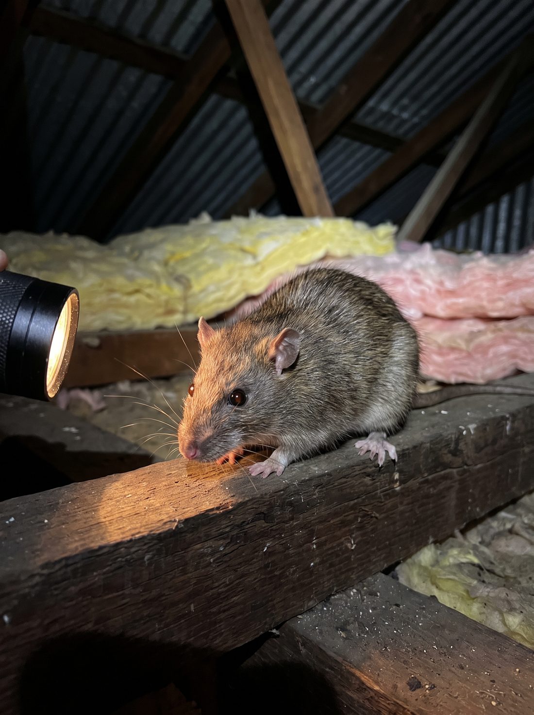 Roof rat photographed during a Melbourne roof void inspection